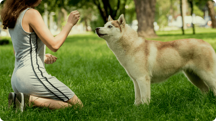 Adventures in Pet Adoption: Stories of Love and Second Chances