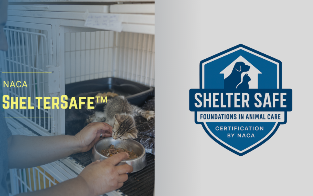 Celebrating Animal Shelter Staff: The Heart of Animal Welfare 